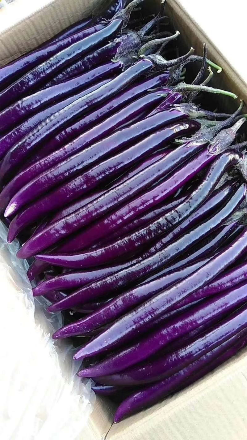 华南红美7075紫红长茄茄子种子春秋露地抗逆性强紫红