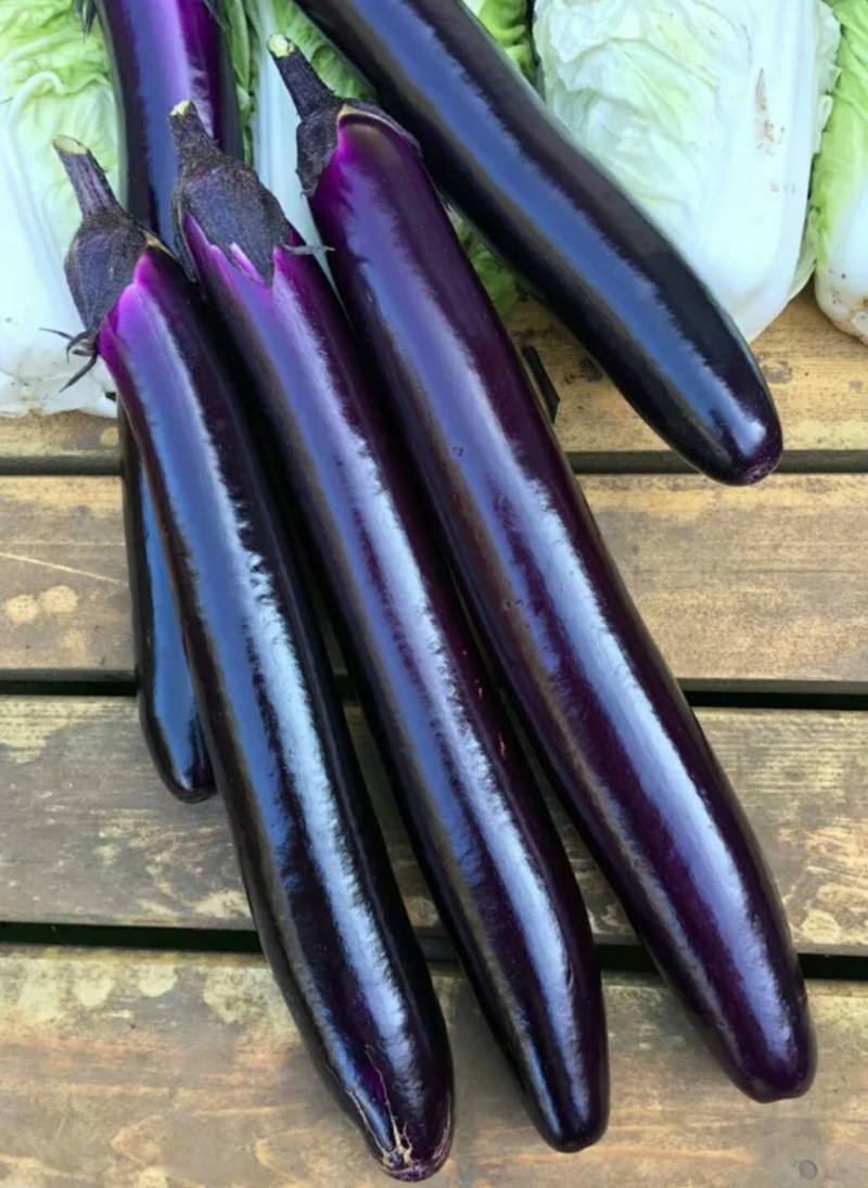 华南红美7075紫红长茄茄子种子春秋露地抗逆性强紫红