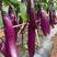 华南红美7075紫红长茄茄子种子春秋露地抗逆性强紫红