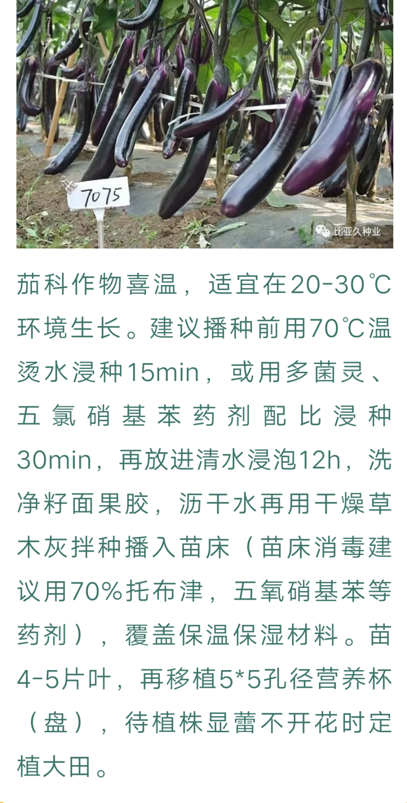 华南红美7075紫红长茄茄子种子春秋露地抗逆性强紫红