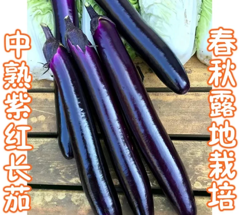 华南红美7075紫红长茄茄子种子春秋露地抗逆性强紫红