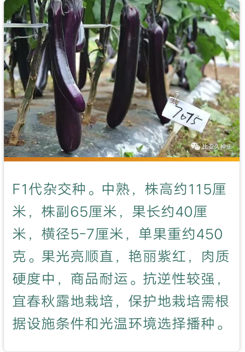 华南红美7075紫红长茄茄子种子春秋露地抗逆性强紫红