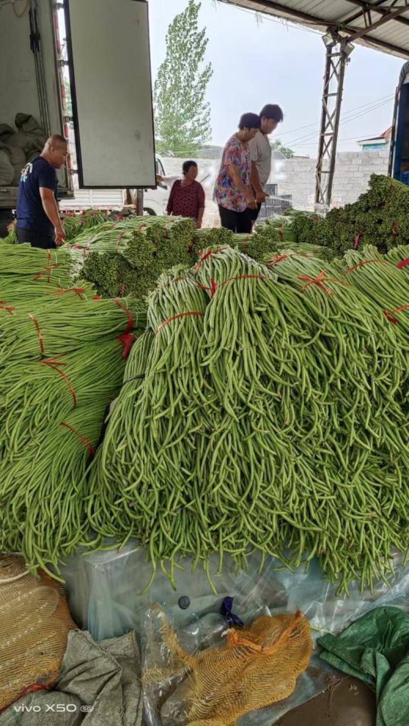 长豆角大量上市。货源充足。质量好，提供泡冰水发车。