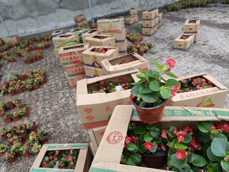 四季海棠绿叶红花红叶红花自产自销欢迎选购