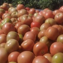 景泰陆地硬粉西红柿于八月份上市，品质佳，耐运输。