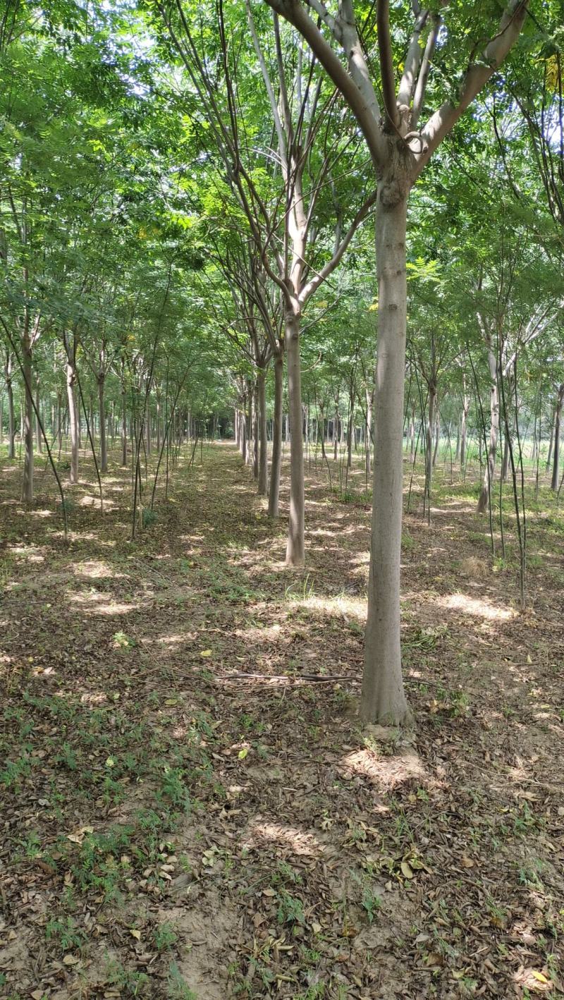 15公分精品栾树400装车