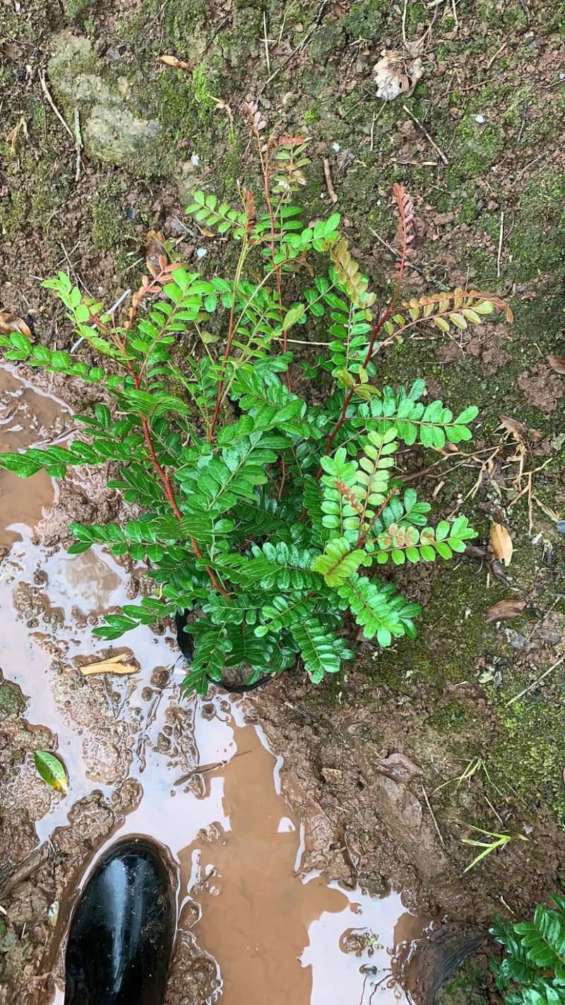 清香木驱蚊盆栽净化空气绿植物桌面禅意盆景办公室盆栽