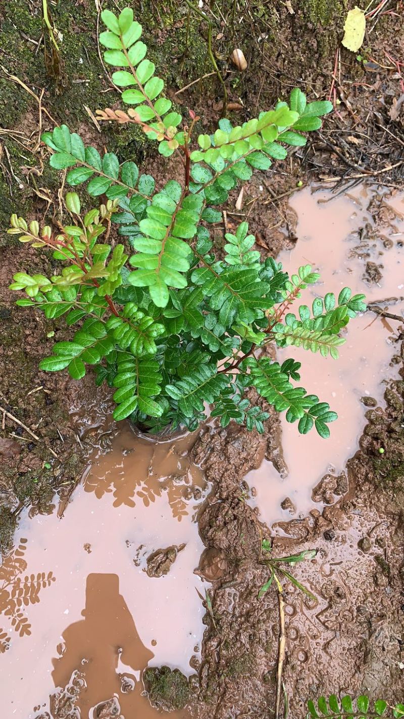 清香木驱蚊盆栽净化空气绿植物桌面禅意盆景办公室盆栽