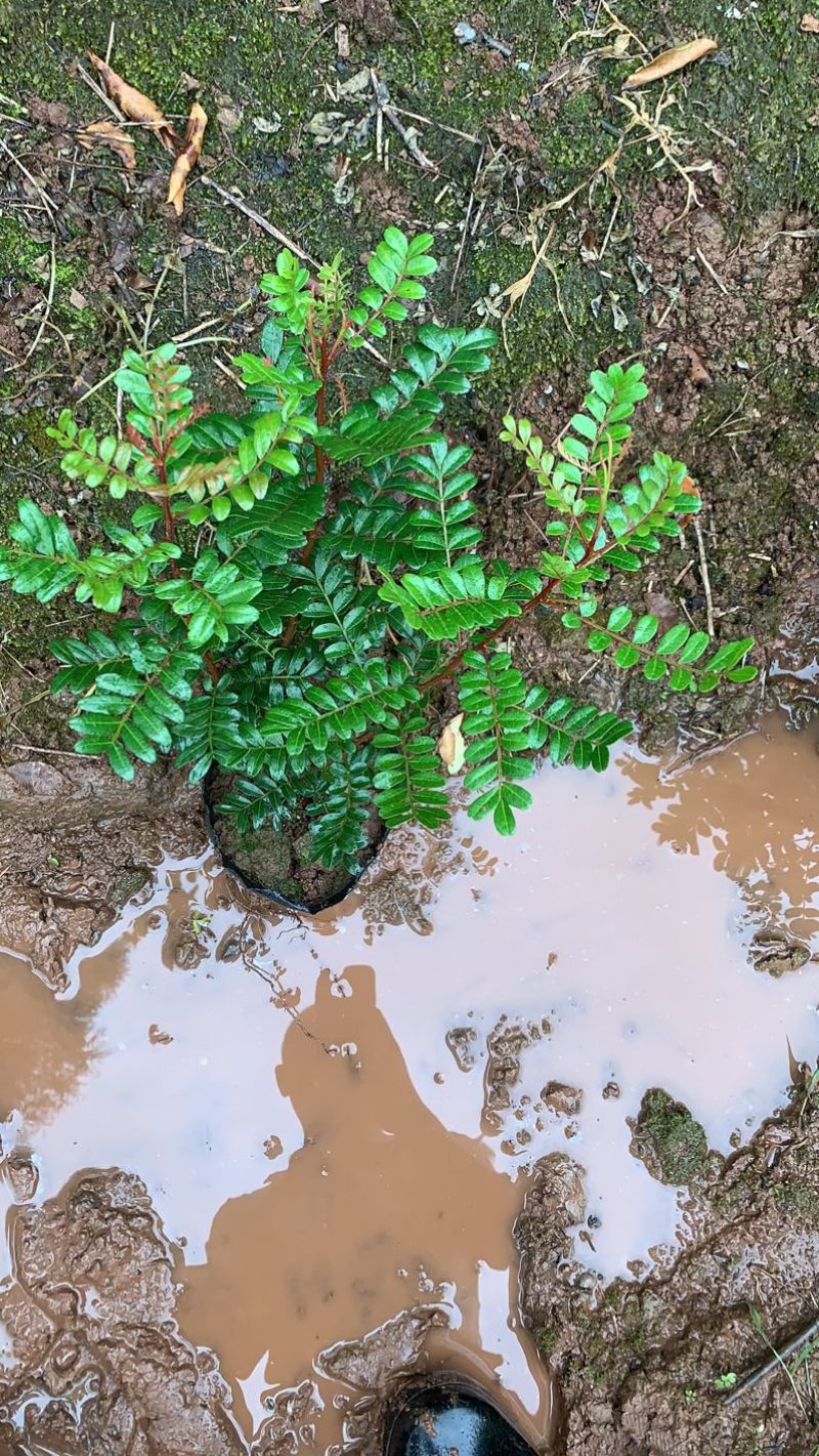 清香木驱蚊盆栽净化空气绿植物桌面禅意盆景办公室盆栽