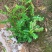 清香木驱蚊盆栽净化空气绿植物桌面禅意盆景办公室盆栽
