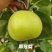 翠冠梨，原色袋青梨大量上市，大量有货，随到随装