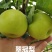 翠冠梨，原色袋青梨大量上市，大量有货，随到随装