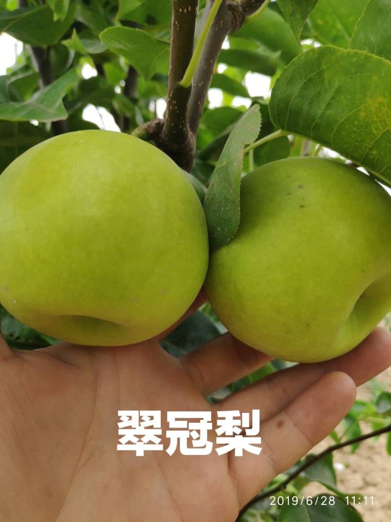 翠冠梨，原色袋青梨大量上市，大量有货，随到随装