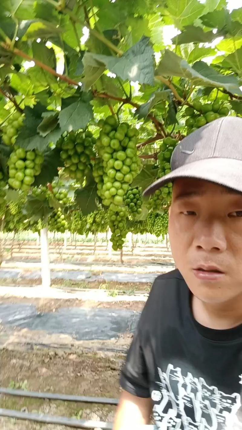 精品_阳光玫瑰保质保量供电商商超欢迎洽谈合
