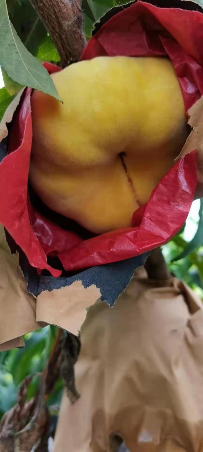 纸袋油蟠桃，36-5黄油蟠桃，7-7黄蟠桃产地价格油蟠桃