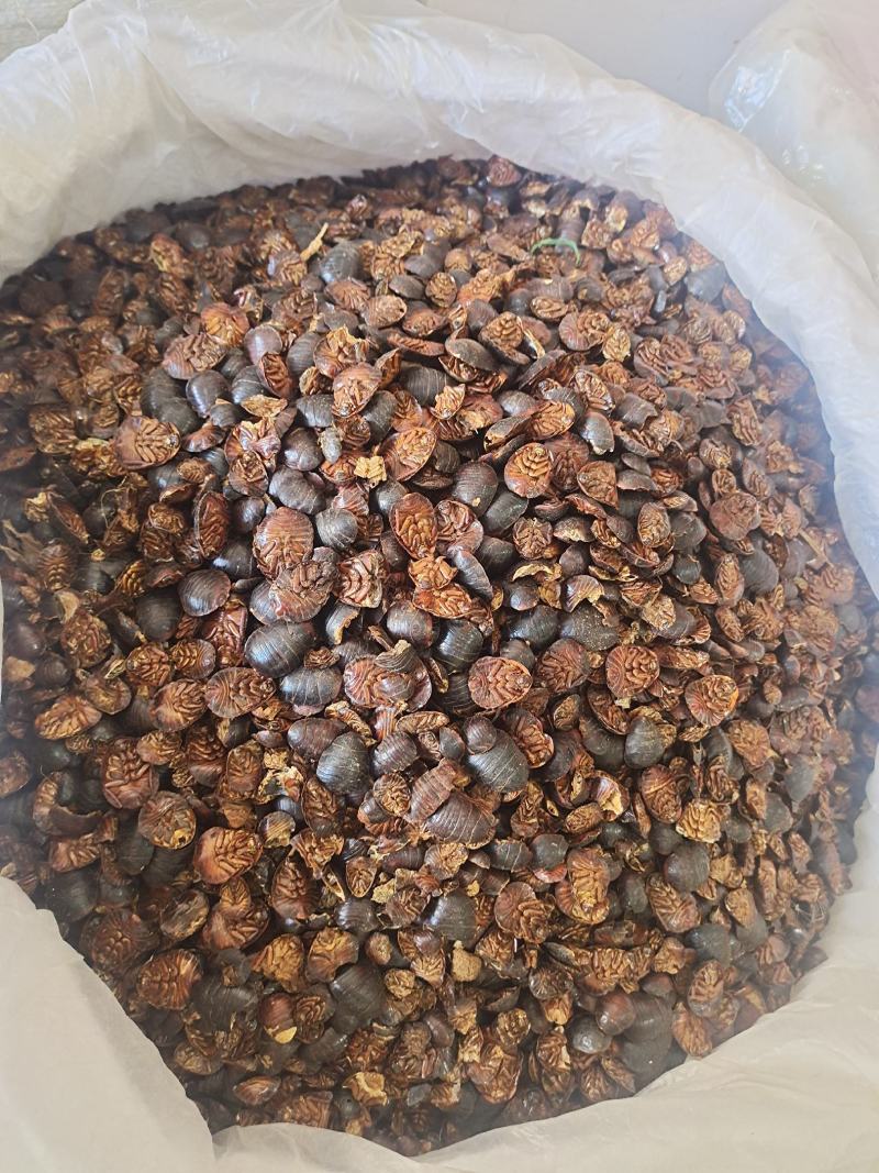 中药材土元地鳖虫地别地鳖规格齐全地道中药材土元