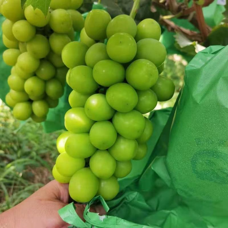 精品_阳光玫瑰保质保量供电商商超欢迎洽谈合