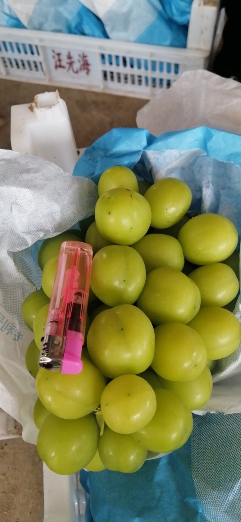精品_阳光玫瑰保质保量供电商商超欢迎洽谈合