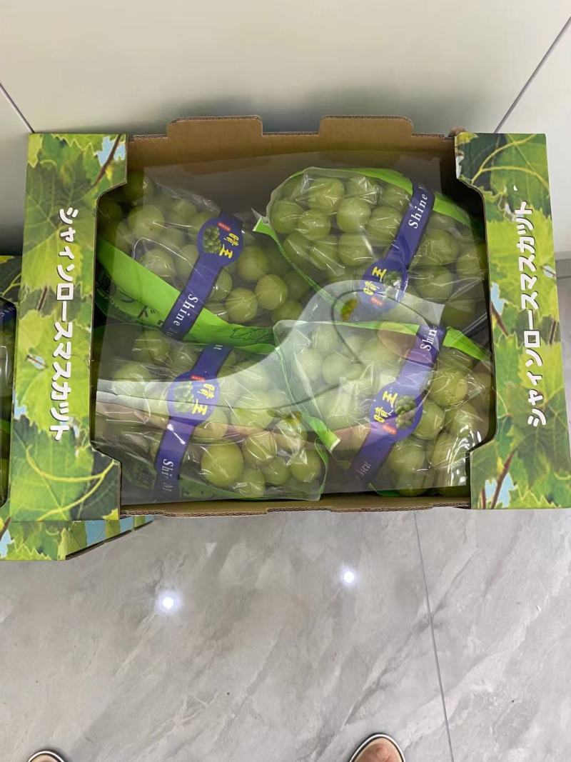 精品_阳光玫瑰保质保量供电商商超欢迎洽谈合
