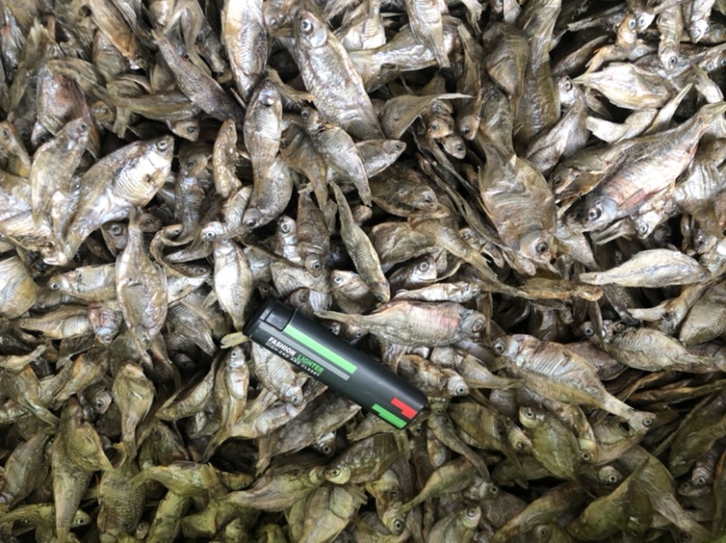 鳑鲏鱼