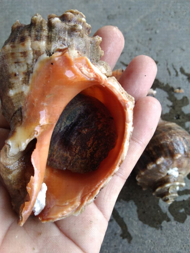 大海螺