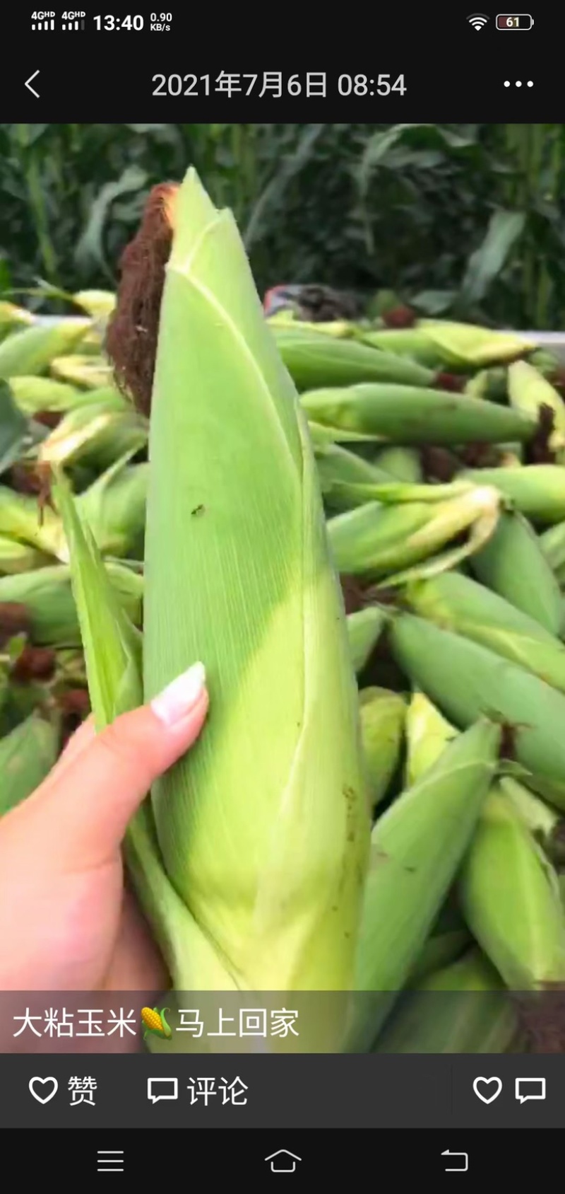 粘玉米