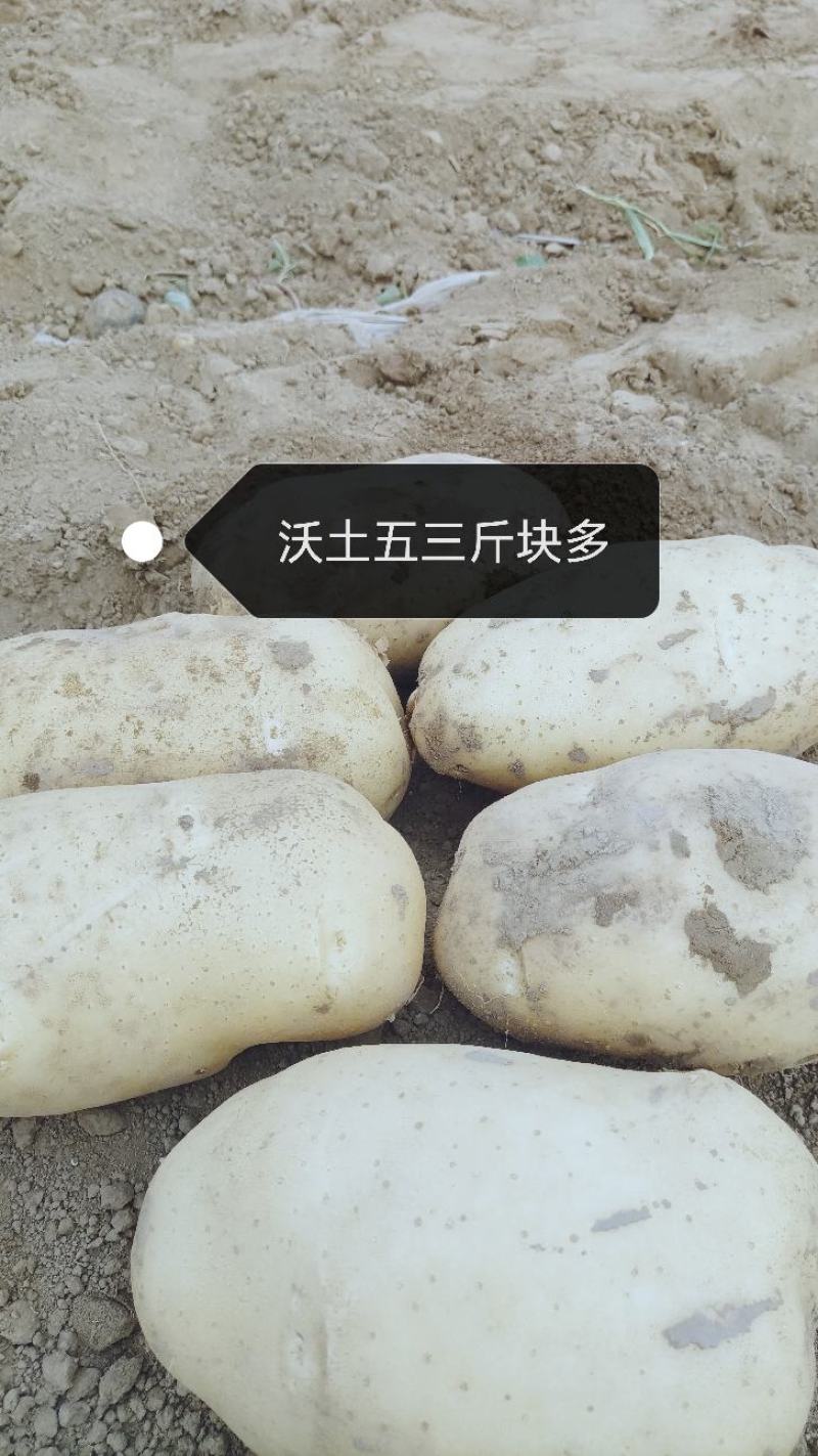 沃土希森荷兰大量有货一手货源并有专业团队为你服务