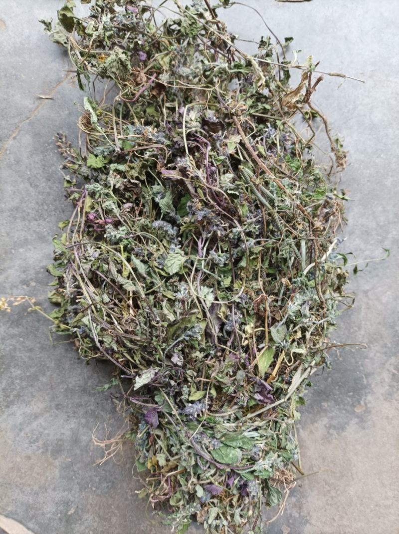 全野生白毛夏枯草，散血草，四川冷背药材专营，高含量