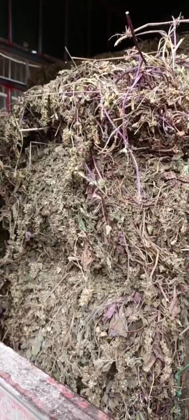 全野生白毛夏枯草，散血草，四川冷背药材专营，高含量
