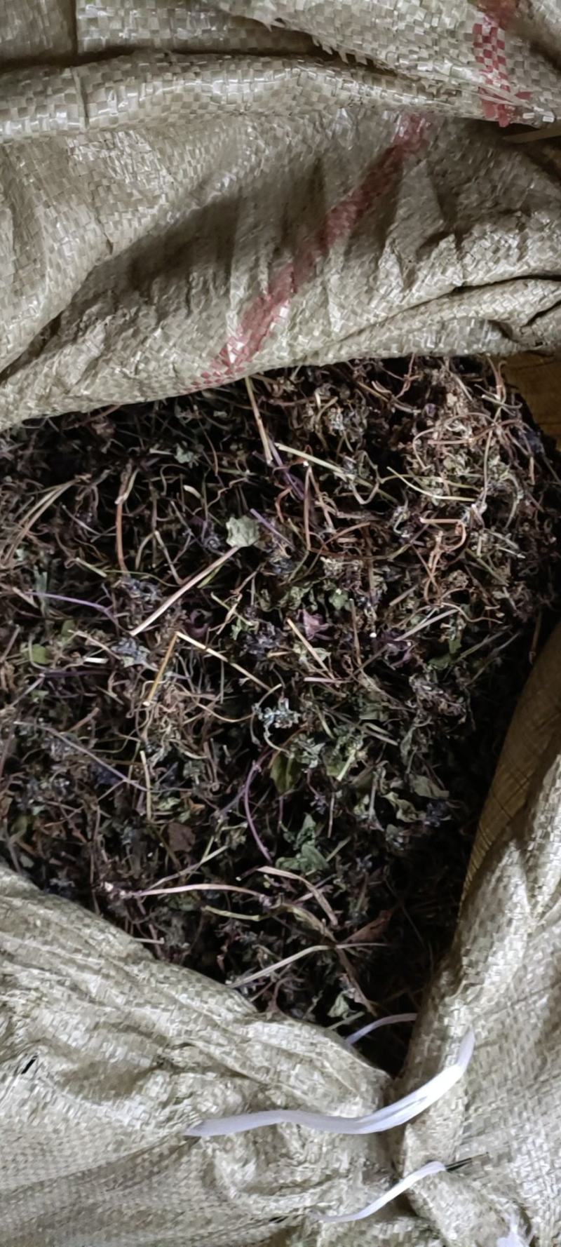 全野生白毛夏枯草，散血草，四川冷背药材专营，高含量