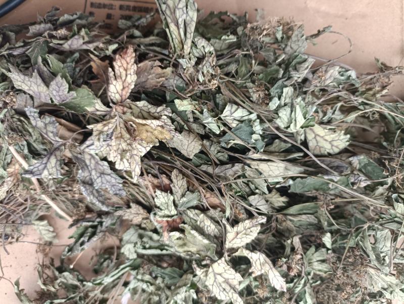 特色食材煲汤泡茶，（肺形草）全草无硫野生。