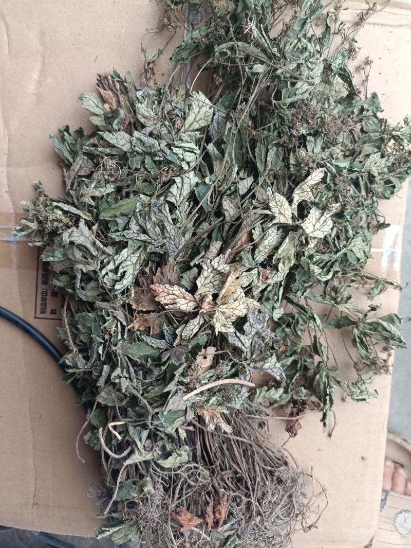 特色食材煲汤泡茶，（肺形草）全草无硫野生。