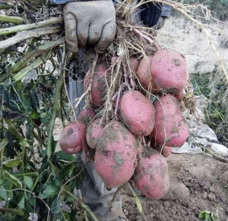 精品红皮土豆云南青薯9号土豆大量上市中，产地直供欢迎选购