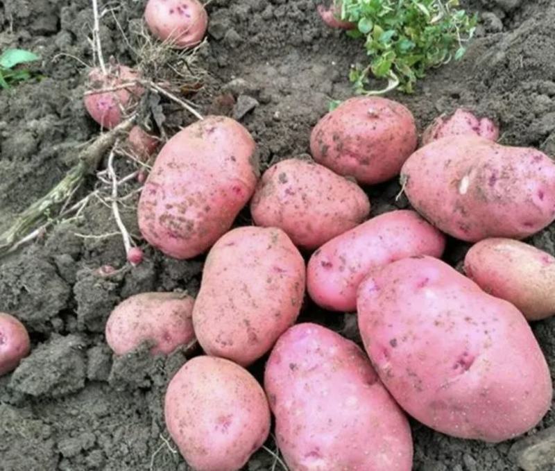 精品红皮土豆云南青薯9号土豆大量上市中，产地直供欢迎选购