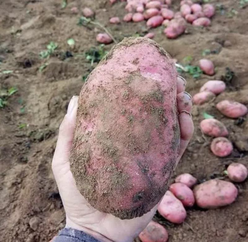 精品红皮土豆云南青薯9号土豆大量上市中，产地直供欢迎选购