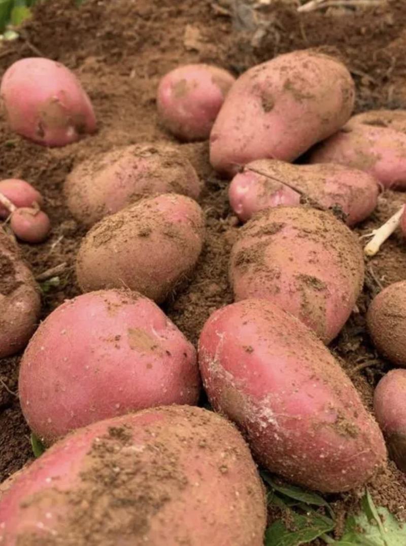 精品红皮土豆云南青薯9号土豆大量上市中，产地直供欢迎选购