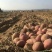 精品红皮土豆云南青薯9号土豆大量上市中，产地直供欢迎选购