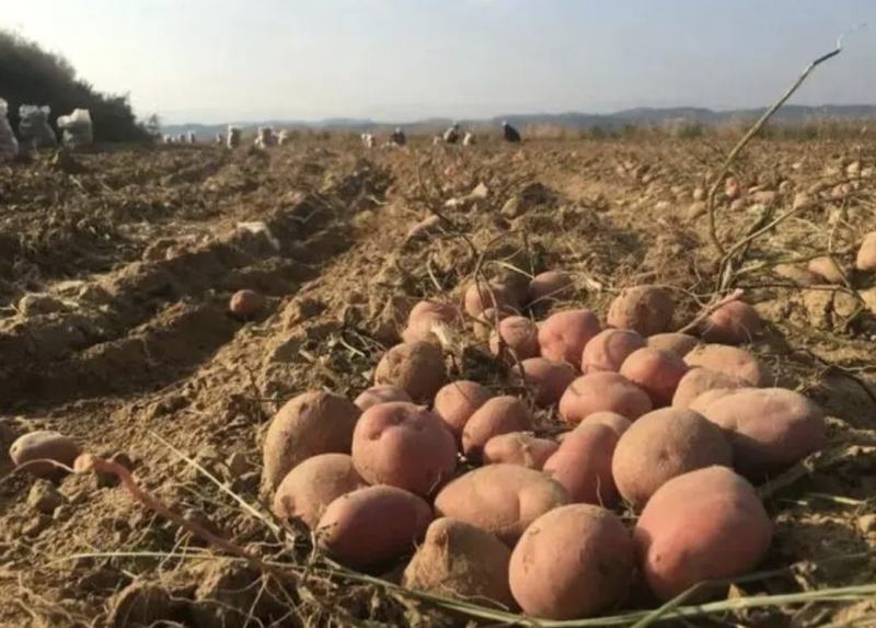 精品红皮土豆云南青薯9号土豆大量上市中，产地直供欢迎选购