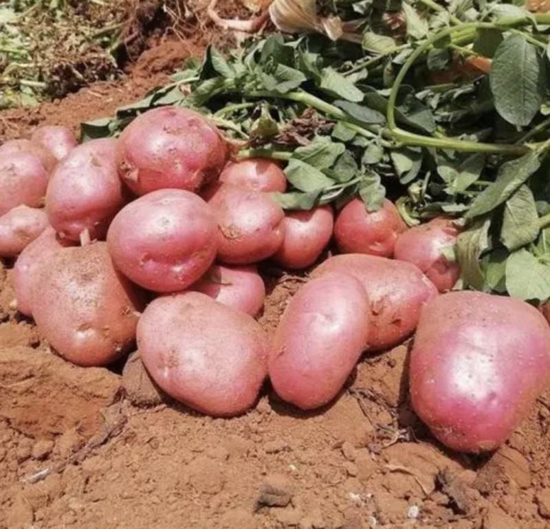 精品红皮土豆云南青薯9号土豆大量上市中，产地直供欢迎选购