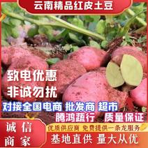 精品红皮土豆云南青薯9号土豆大量上市中，产地直供欢迎选购