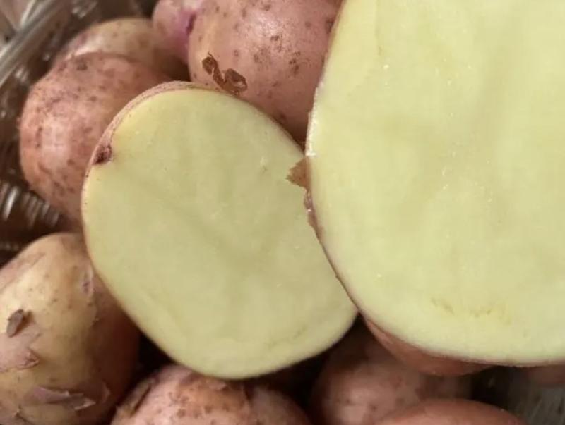 云南红皮土豆精品青薯9号土豆量大从优全国发货