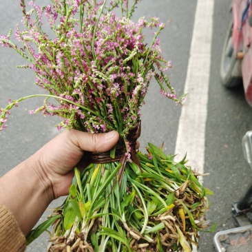盘龙参，龙抱珠云南腾冲产地一手货源