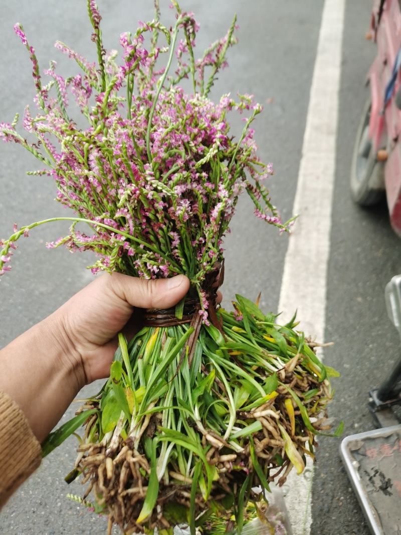 盘龙参，龙抱珠云南腾冲产地一手货源