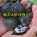 中华鳖小甲鱼苗活体100只水鱼苗王八团鱼苗生态外塘养殖