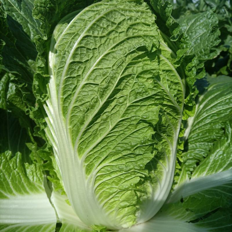 精品黄心白菜