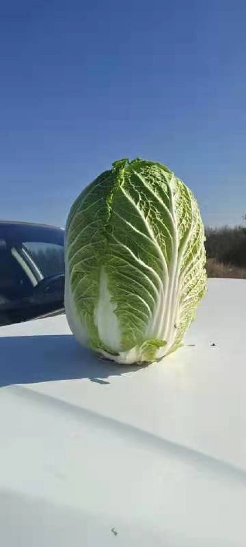 精品黄心白菜
