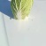 精品黄心白菜