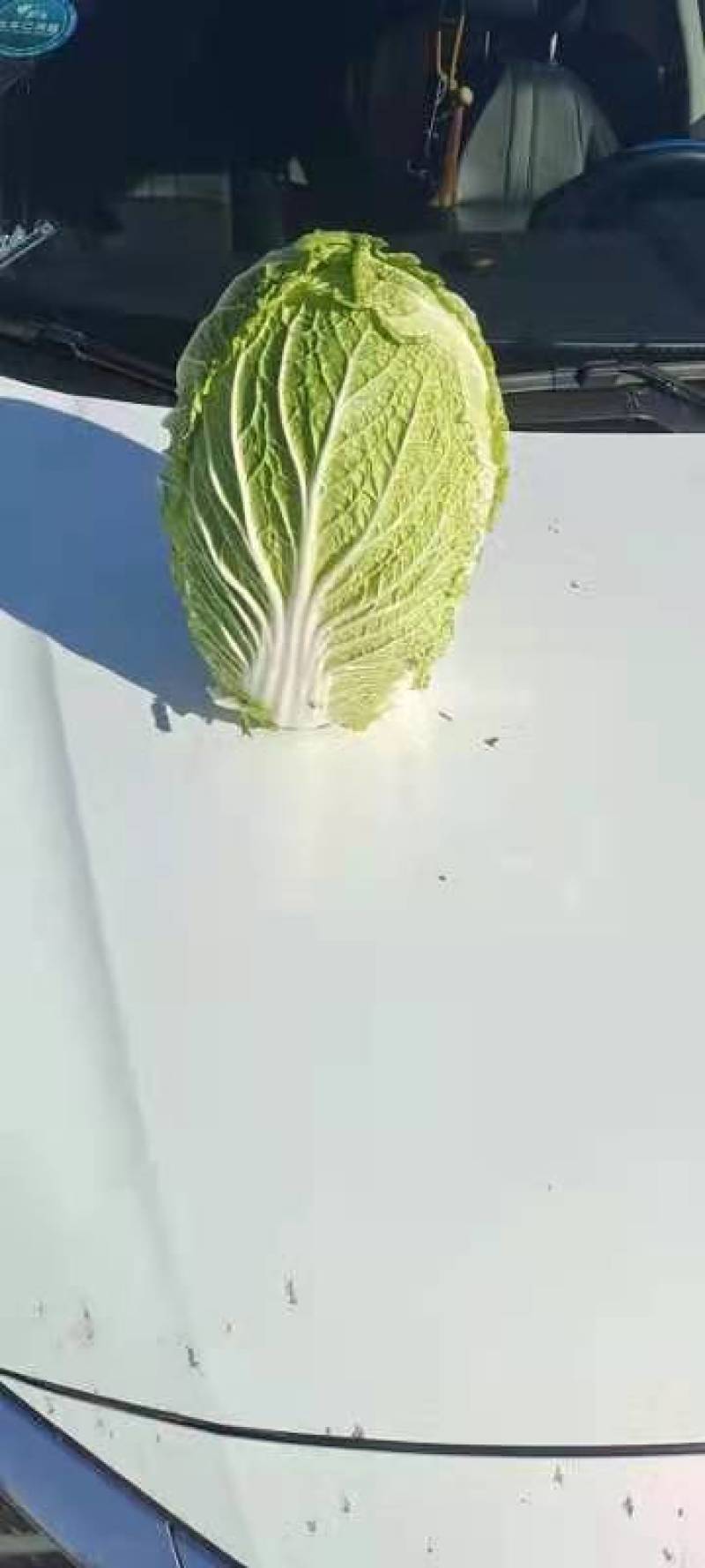 精品黄心白菜