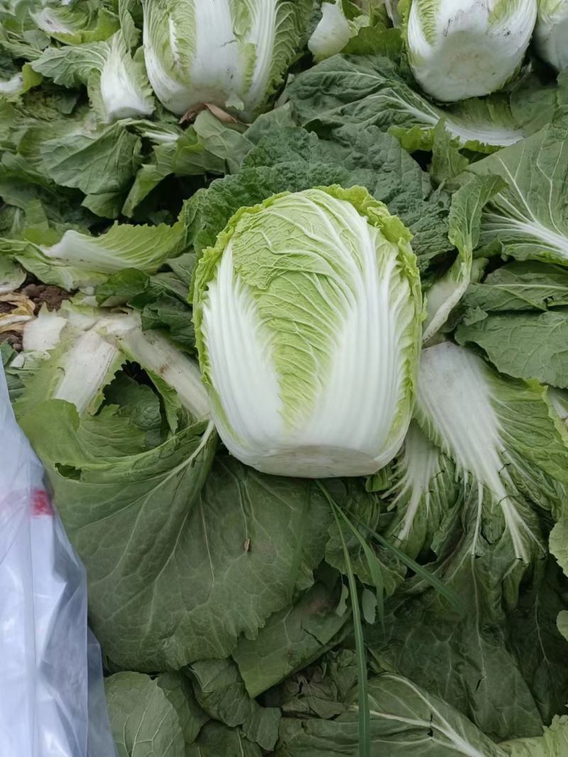 精品黄心白菜