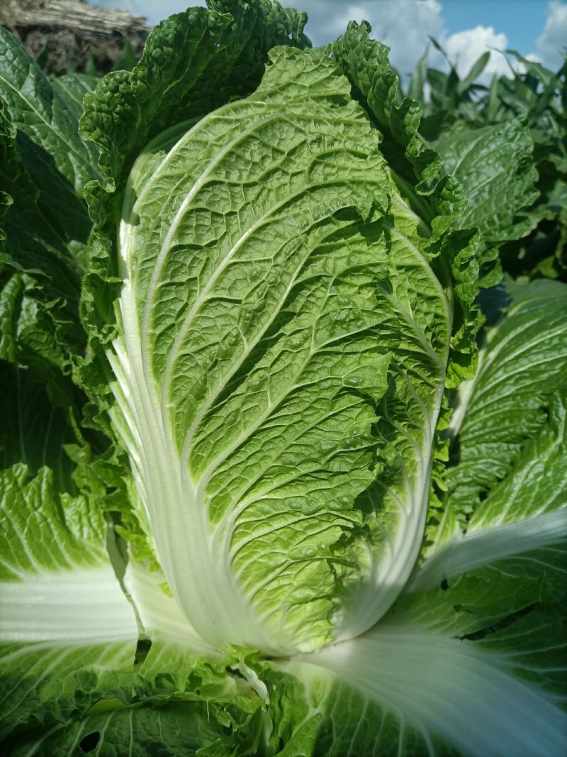 精品黄心白菜